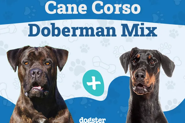 Cane Corso Doberman Mix: Info, Pictures, Care & More
