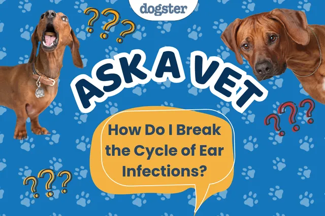 Ask Dr. Paola - Help! How Do I Break the Cycle of Ear Infections? (July 13, 2026)