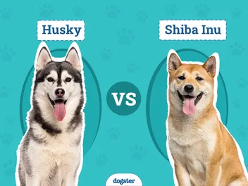Husky vs. Shiba Inu: Differences Explained (With Pictures)