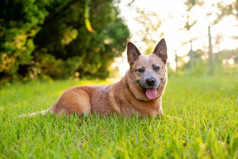 red heeler dog