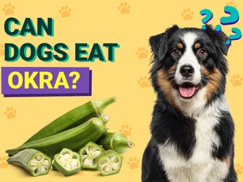 Can Dogs Eat Okra? Vet-Verified Nutrition Facts, Risks & Tips