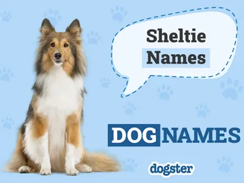 200+ Sheltie (Shetland Sheepdog) Dog Names: Popular & Unique Ideas