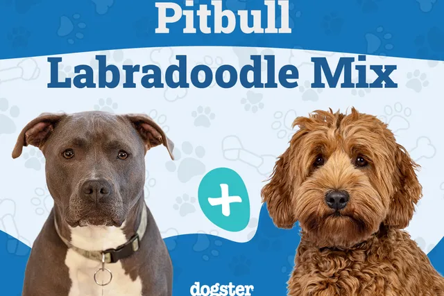 Pitbull Labradoodle Mixed Dog Breed: Info, Pictures, Care & More