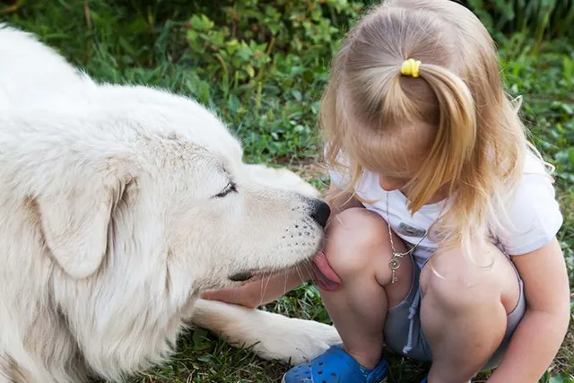 Why Do Dogs Lick Your Wounds? Vet Verified Reasons & Risks