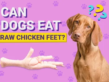 Can Dogs Eat Raw Chicken Feet? Vet-Verified Nutrition Facts & Info