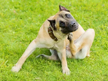 8 Vet-Verified Signs of an Allergic Reaction in Dogs to Be Aware Of
