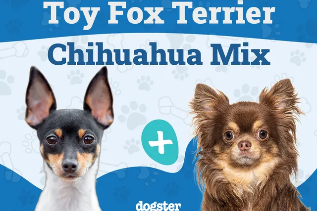 Taco Terrier (Chihuahua & Toy Fox Terrier Mix): Info, Pictures, Care & More