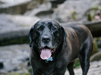 Mastador Dog Breed Guide: Info, Pictures, Care & More