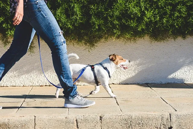 What Walking My Dog Taught Me About Life: 8 Lessons on Life & Love