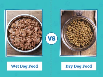 Is Wet or Dry Dog Food Better? Vet-Approved In-Depth Comparison
