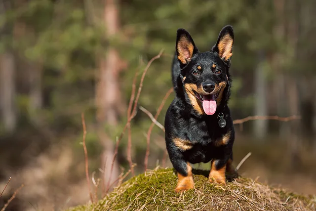 Lancashire Heeler Dog Breed: Info, Pictures, Facts, & Traits
