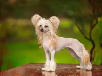 8 Hairless Dog Breeds: Info, Pictures & History