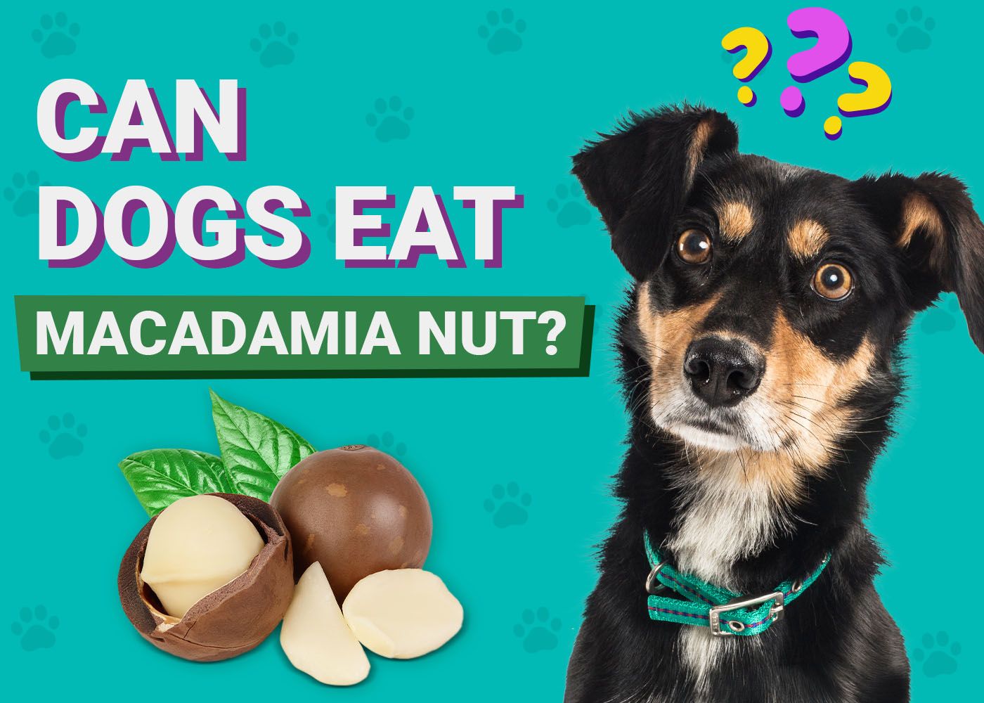 Can Dogs Eat Macadamia Nuts