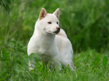 16 Dog Breeds That Act Like Cats (With Info & Pictures)