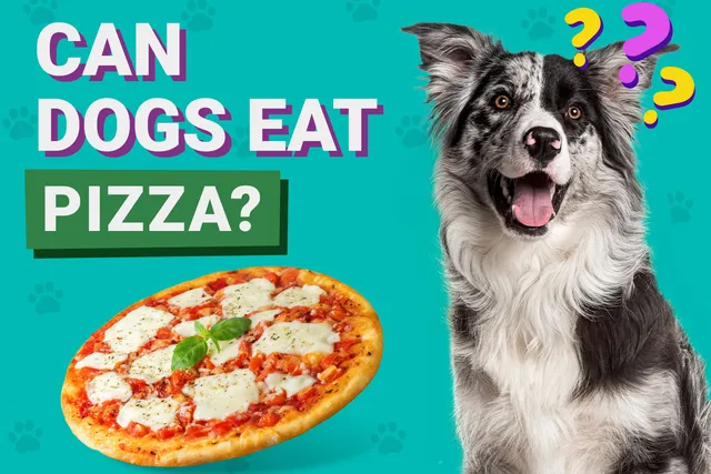 Can Dogs Eat Pizza? Vet-Verified Nutrition Facts & FAQ