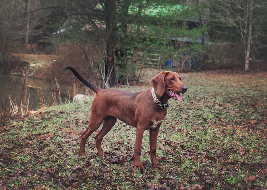 Redbone Coonhound dog Standing by the Pond