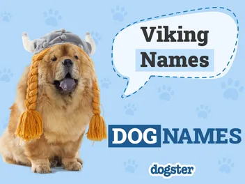 250+ Viking Dog Names: Strong Names for Your Warrior Pooch