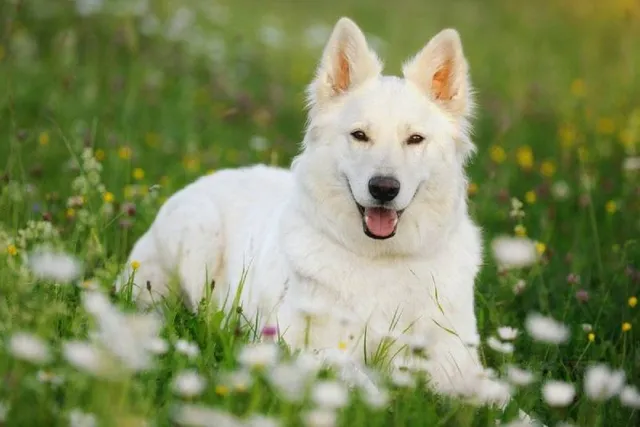 White Shepherd Dog Breed: Info, Pictures, Traits & Care Guide
