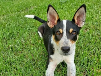 Mountain Feist Dog Breed: Info, Pictures, Care & More