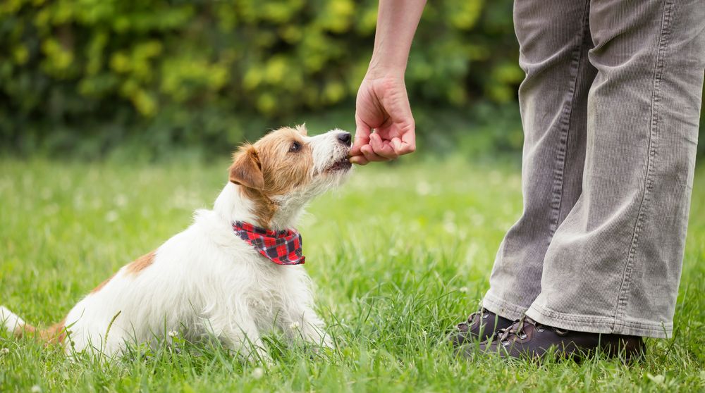 jack russell terrier dog getting a treat