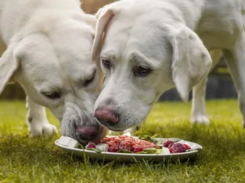 How Much Raw Food Should I Feed My Dog? Our Vet Explains With Sample Feeding Guide Chart