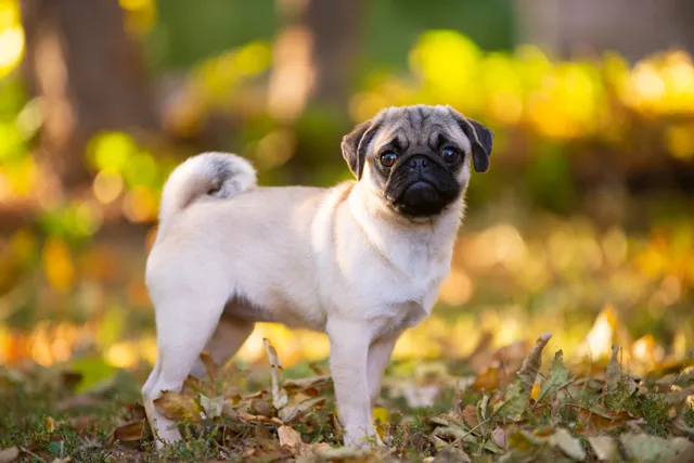 How Long Do Pugs Live? Average Lifespan, Vet-Reviewed Data & Care Guide