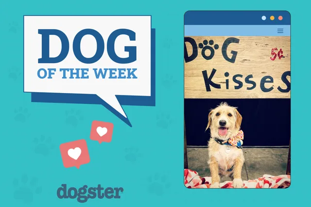 Dogster Photo Contest: Dogs of the Week Winners (November 28, 2024)