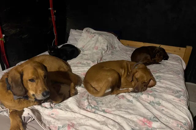 Dogs and Sleeping Arrangements: What’s Mine Is Theirs