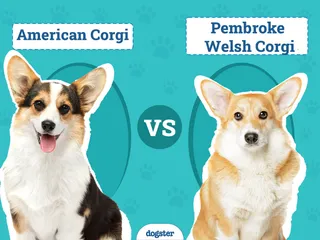 American Corgi vs Pembroke Welsh Corgi: How to Tell Them Apart