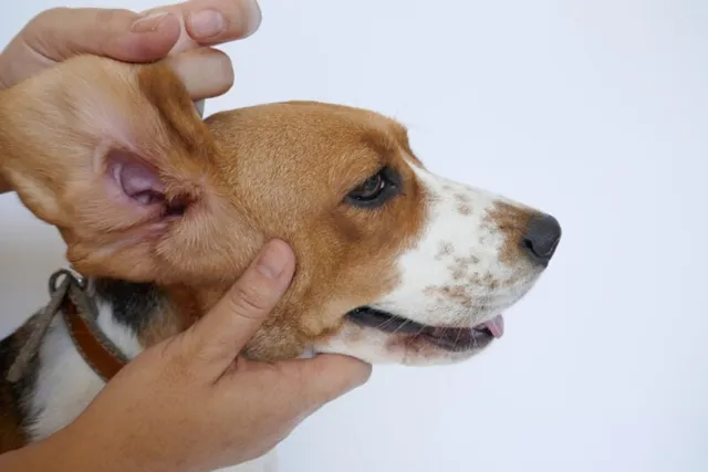 Why Do My Dog’s Ears Smell: 5 Vet-Reviewed Reasons