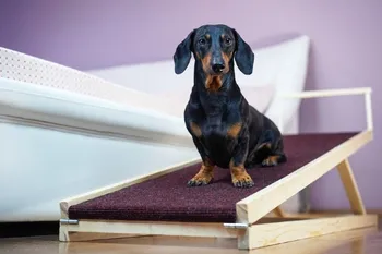 dachshund using dog ramp at home