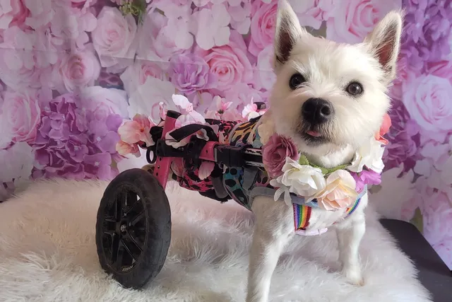 Pumpkin the Wheelie Dog’s Story – A Journey of Love, Strength & Hope