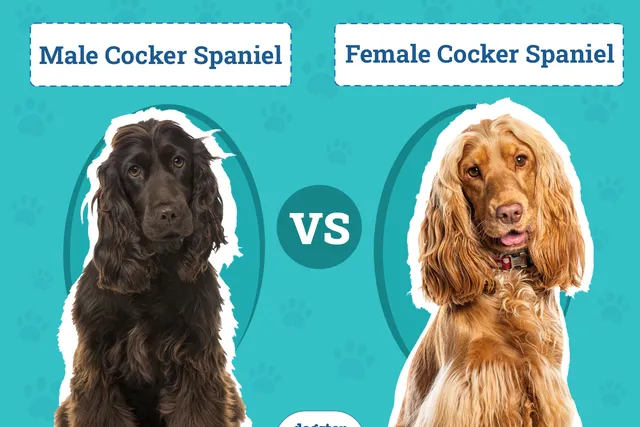 Male vs Female Cocker Spaniels: The Differences (With Pictures)