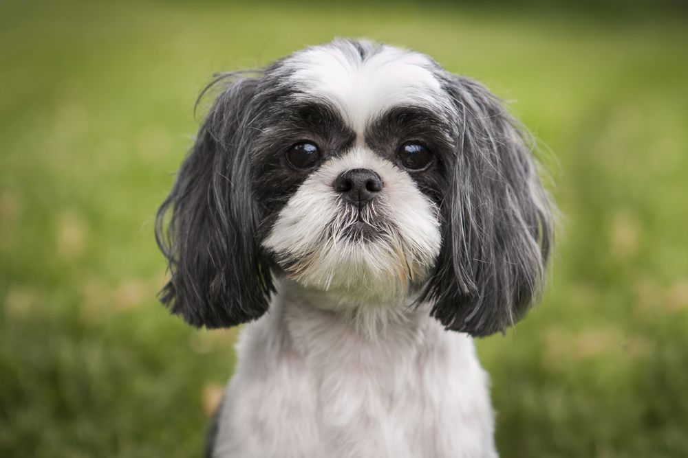 Shih Tzu Close up