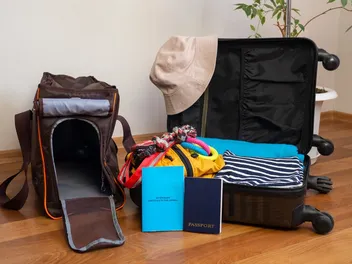 Traveling to Mexico With a Dog: 14 Vet-Reviewed Points to Consider