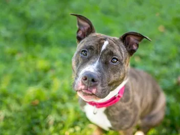 10 Best Dog Collars in 2026 - Reviews & Top Picks