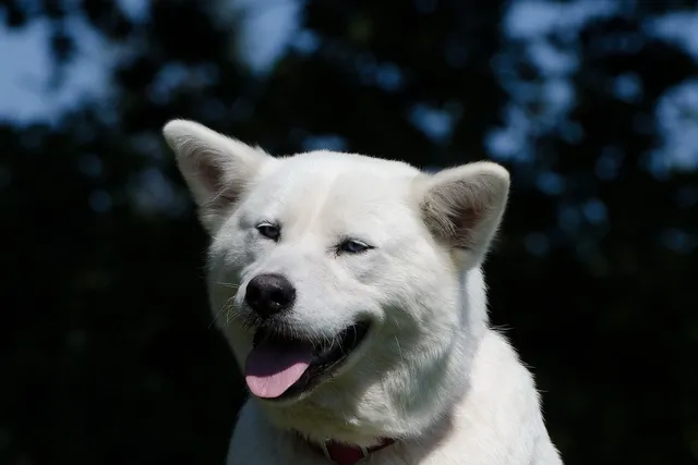 Huskita (Siberian Husky & Akita Mix): Info, Pictures, Care & More