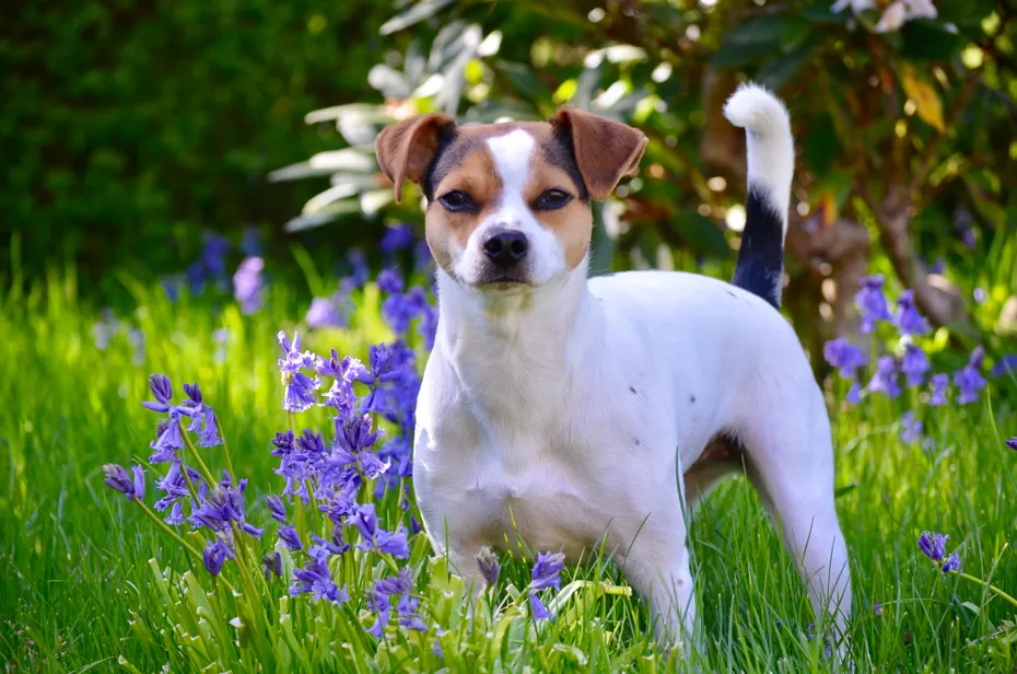 Tricolor danish swedish dog framdog standing on the grass outdoors