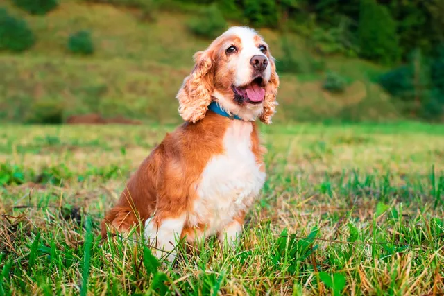 How Old Is 8 in Dog Years? Vet-Approved Age Guide by Breed Size
