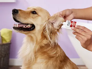 9 Best Dog Ear Infection Medications in 2026 - Reviews & Top Picks