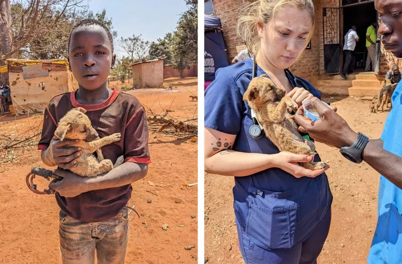 A tiny pup getting much needed care