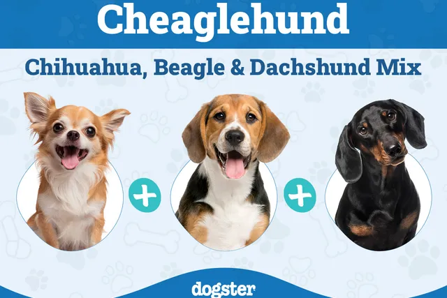 Cheaglehund (Chihuahua, Beagle & Dachshund Mix): Info, Pictures & Care