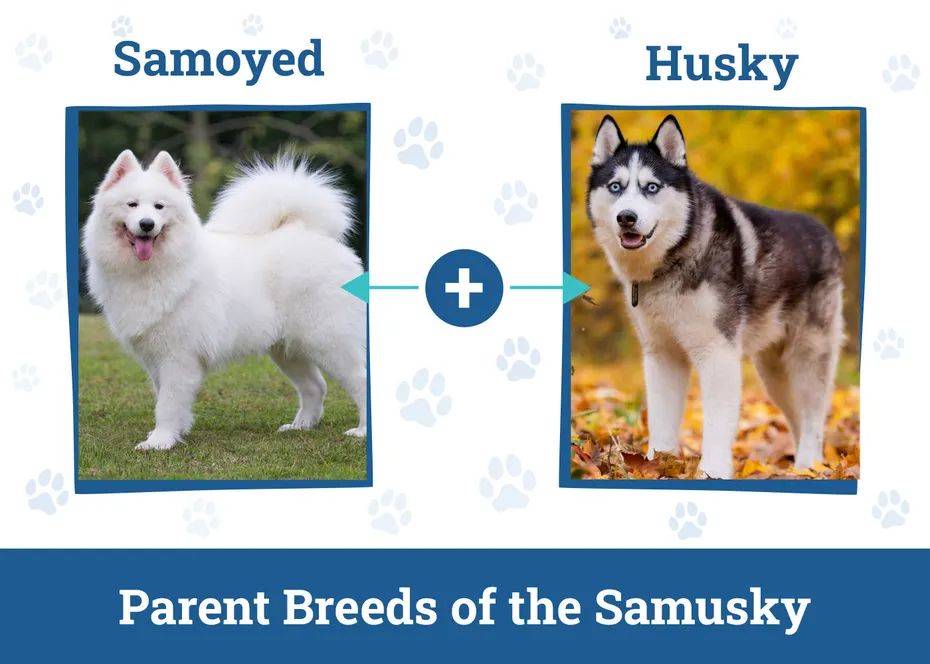 Parent Breeds of the Samusky