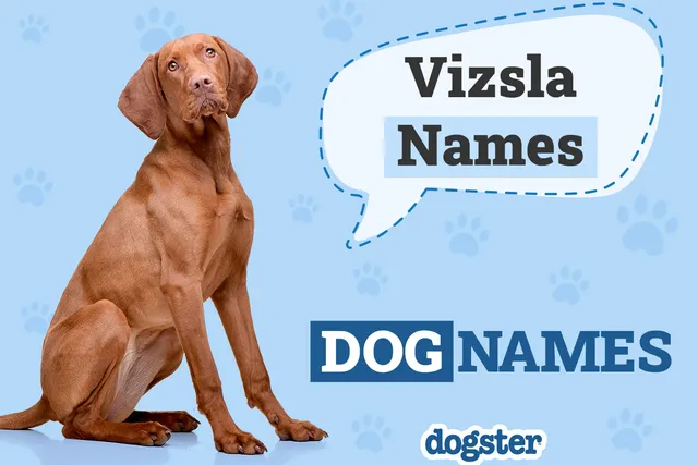 425 Popular & Unique Vizsla Names