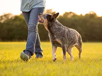Why Does My Dog Follow Me Everywhere? 6 Vet-Verified Reasons