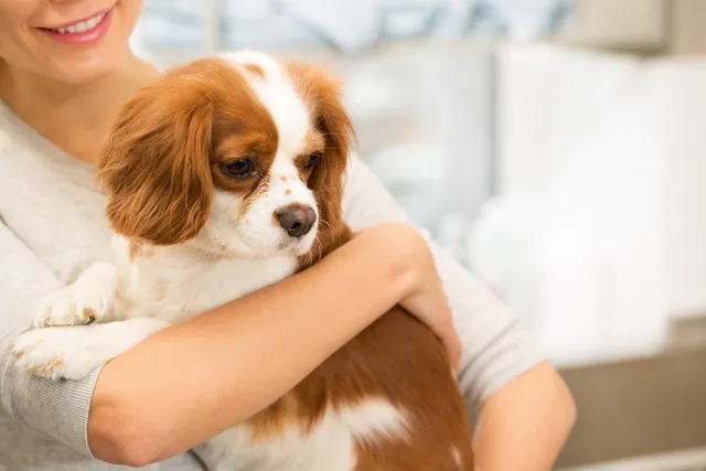 10 Common Types of Dog Tumors: Our Vet Explains the Signs, Diagnosis & Treatment
