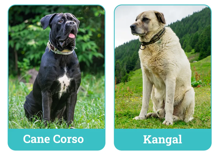 Cane Corso vs Kangal