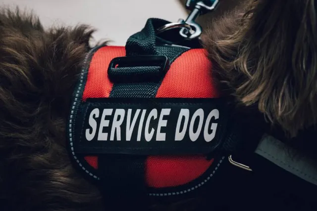 Service Dogs for Seizures: What They Do & When Are They Needed (Vet-Approved)