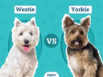 Westie vs Yorkie: Main Differences (With Pictures)