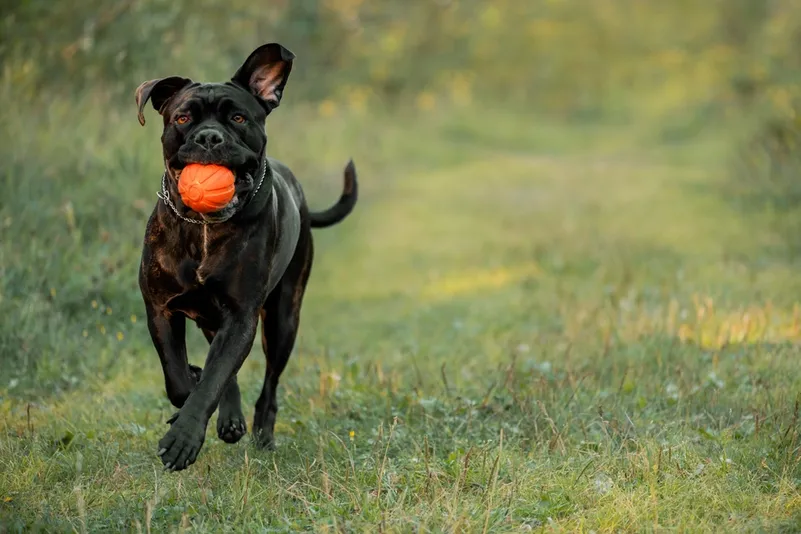 cane corso dog running outdoor with a ball in its mouth